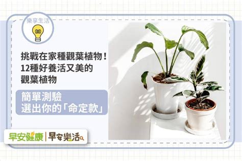 家裡適合種的植物|在家種什麼樹比較好？專家親自挑選六種絕佳推薦 